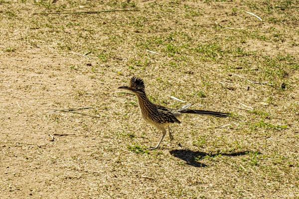 公園の乾燥した地面に立つかわいいロードランナー鳥の肖像画 — ストック写真