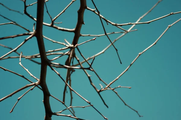 Turkuaz Gökyüzü Arka Planında Kuru Bir Ağacın Alçak Açılı Görüntüsü — Stok fotoğraf