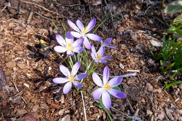 Une Vue Dessus Délicates Fleurs Crocus Violet Clair Dans Champ — Photo