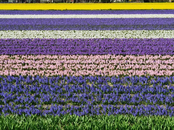 Upea Näkymä Daffodil Hyasintti Kukkia Kentän Pohjois Hollannissa Aurinkoisena Kevätpäivänä — kuvapankkivalokuva