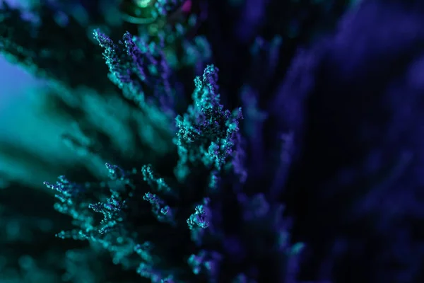 Крупним Планом Знімок Зеленої Рослини Синьому Фоні — стокове фото