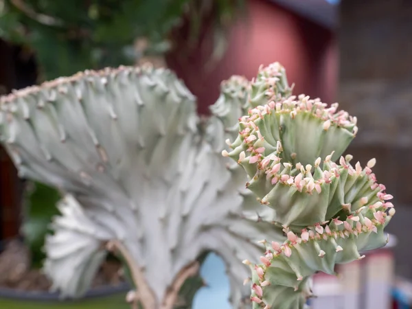 Selective Focus Euphorbia Lactea Cactus — Stock Photo, Image