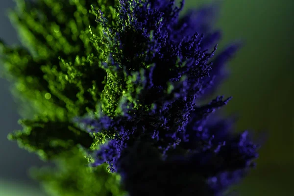 Гілка Декоративного Дерева Зеленому Блакитному Кольорах — стокове фото
