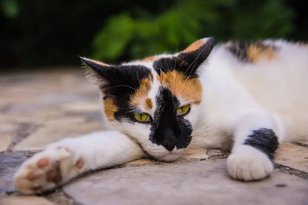 Closeup Calico Cat Lying Ground Blurred Background — Stock Photo, Image