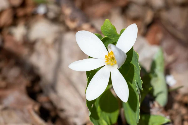 Eine Nahaufnahme Einer Schönen Weißen Frühlingsblume Einem Garten Mit Verschwommenem — Stockfoto