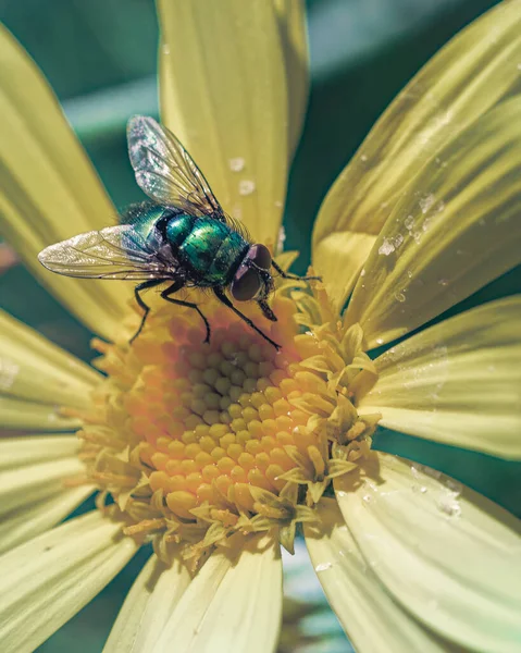 Primo Piano Una Mosca Comune Fiore Giallo — Foto Stock