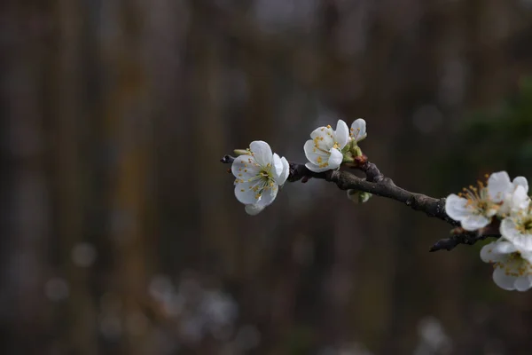 Selektivní Záběr Kvetoucích Trnitých Větví Lese Jaře — Stock fotografie