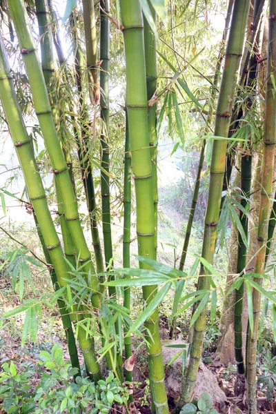 为收获和销售而在公司上垂直拍摄的竹子原料 农业和工业 — 图库照片