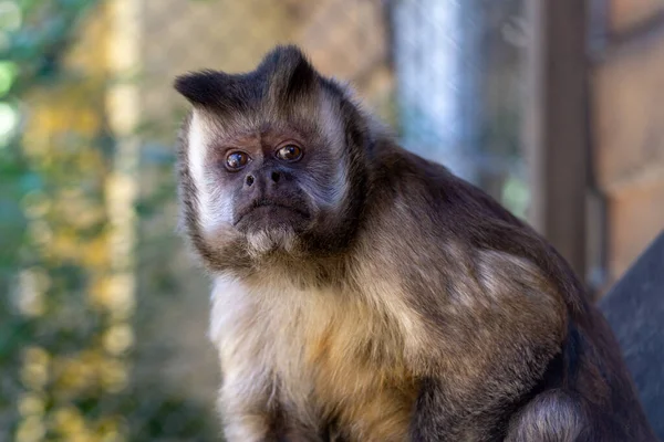 Retrato Macaco Prego Marrom Olhando Com Rosto Engraçado Zoológico — Fotografia de Stock