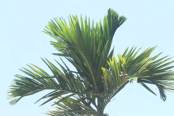 Les Feuilles Palmier Contre Ciel Bleu — Photo