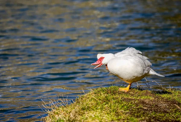 Portrait Adorable White Duck Red Beak Scratching Itself Water — Stock Photo, Image