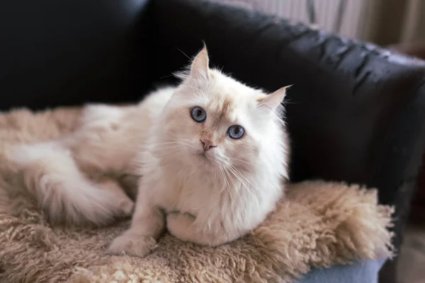 Primo Piano Simpatico Gatto Bianco Persiano Sdraiato Divano Guardando Fotocamera — Foto Stock