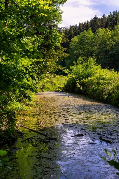 Vertikální Záběr Úzké Řeky Lese — Stock fotografie
