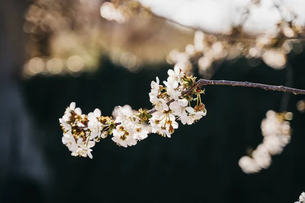 Selective Focus Cherry Blossoms Spring — Stock Photo, Image