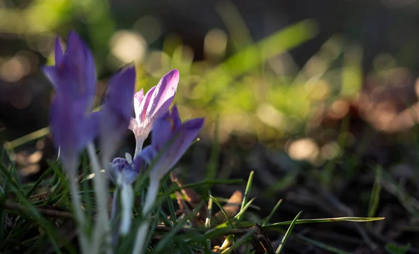 Close Crocus Roxo Dia Ensolarado — Fotografia de Stock