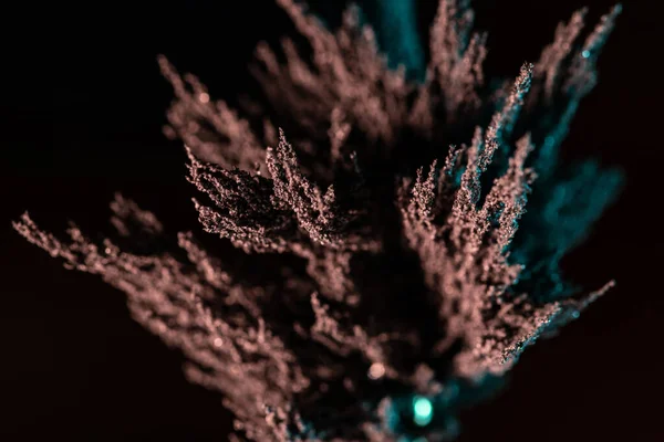 Primer Plano Una Planta Verde Sobre Fondo Oscuro — Foto de Stock