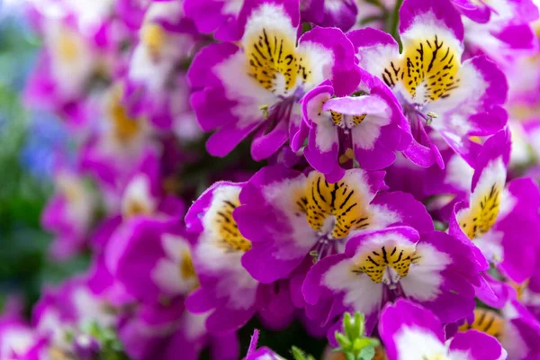 Macro Shot Lindas Flores Lírios Peruanos Cor Rosa Durante Dia — Fotografia de Stock