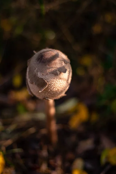 Eine Vertikale Aufnahme Eines Wilden Pilzes Herbstlichen Wald — Stockfoto