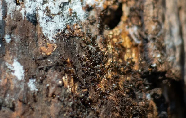 树皮上的蚂蚁从洞里钻出来的一群蚂蚁组成的树干的特写镜头 — 图库照片