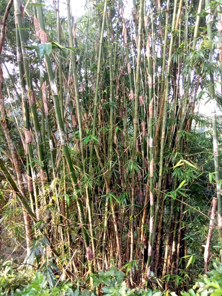 Colpo Verticale Dello Stock Bambù Grezzo Sull Azienda Raccolta Vendita — Foto Stock