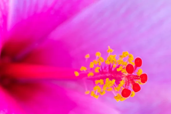 Une Macro Photo Fleur Hibiscus Rose — Photo