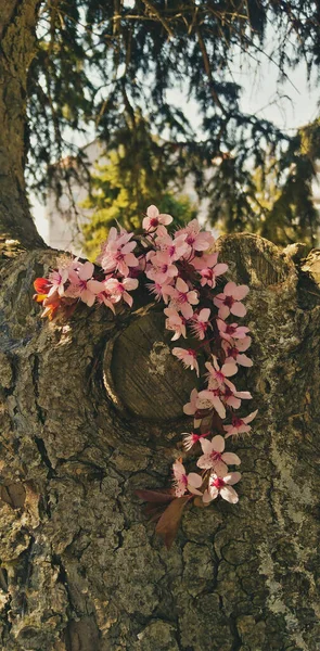 Een Verticaal Close Shot Van Roze Amandelbloemen Een Boomstam — Stockfoto