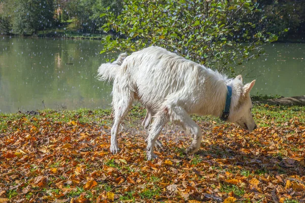倒れた葉の中で湖の近くで遊んでいる白い犬のクローズアップショット — ストック写真