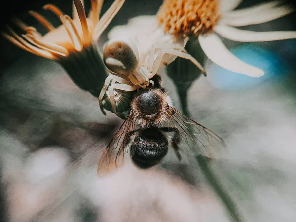 花に蜂蜜の蜂のショットを閉じる — ストック写真