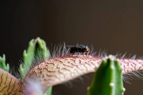 Primer Plano Carrion Flower Stapelia Gigantea Conocida Mundialmente Como Flor —  Fotos de Stock