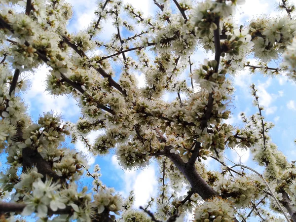 Gökyüzüne Karşı Kiraz Çiçeklerinin Düşük Açılı Görüntüsü — Stok fotoğraf