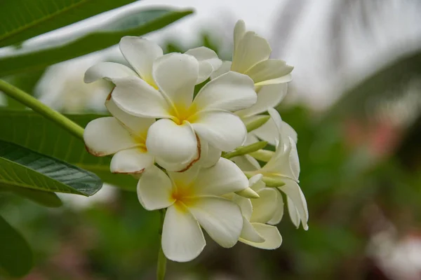 Selektywny Nacisk Białych Kwiatów Plumerii Kwitnących Ogrodzie Botanicznym — Zdjęcie stockowe