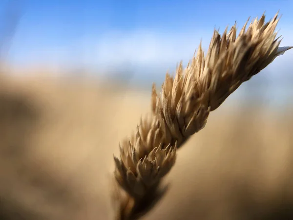 Makro Záběr Čerstvé Pšenice Poli Denního Světla — Stock fotografie