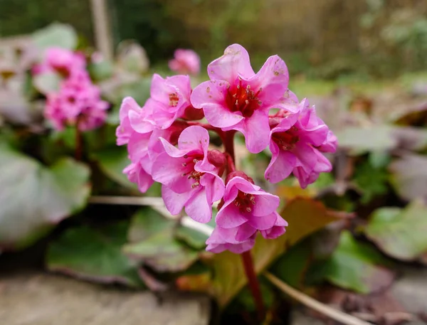 Tiro Seletivo Foco Das Flores Cor Rosa Selvagens Capturadas Parque — Fotografia de Stock