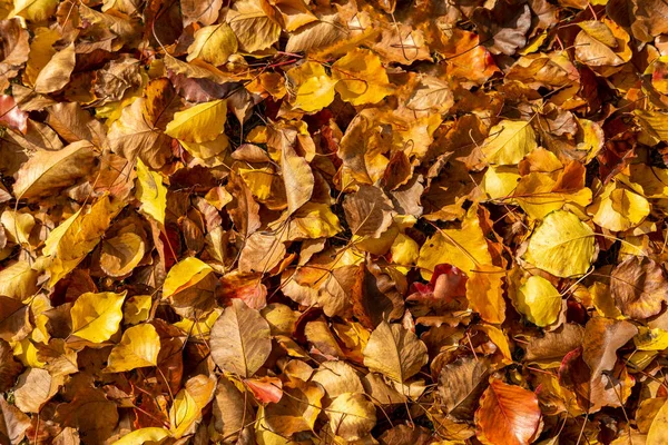 Tiro Close Folhas Outono Caídas Chão — Fotografia de Stock