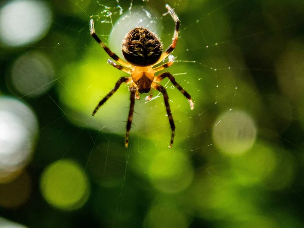 Uno Scatto Macro Ragno Una Tela Sfondo Verde Sfocato — Foto Stock