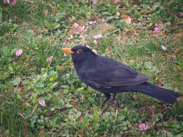 Ένα Πλάνο Ενός Μαύρου Πουλιού Πορτοκαλί Ράμφος — Φωτογραφία Αρχείου
