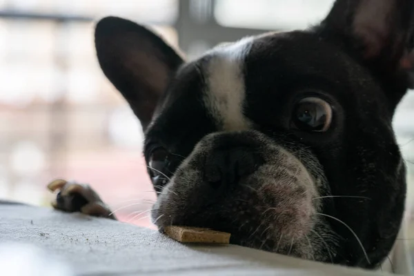 Tiro Perto Bulldog Francês Comendo Biscoito Uma Mesa — Fotografia de Stock