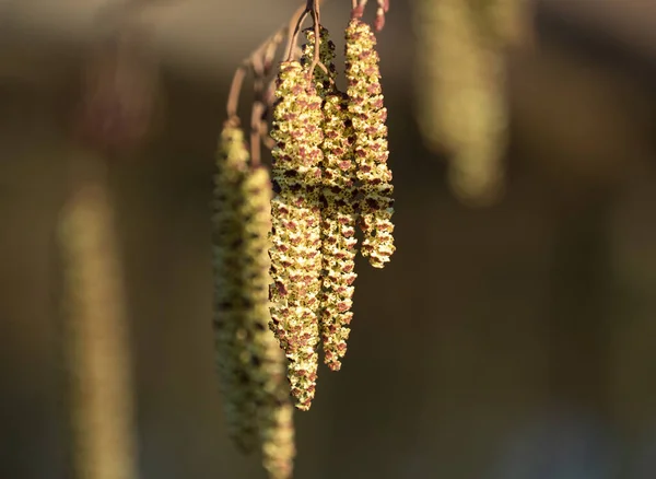 Primo Piano Della Natura Risvegliare Piante Primavera — Foto Stock