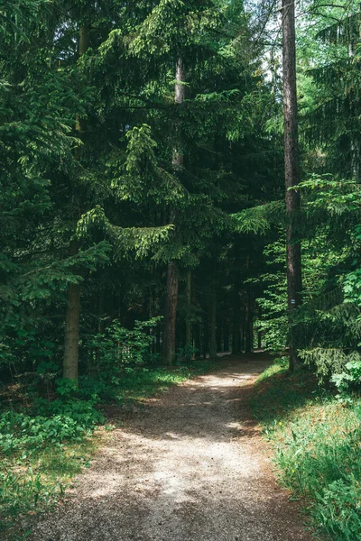 Шлях Проходить Через Зелений Мальовничий Листяний Ліс — стокове фото