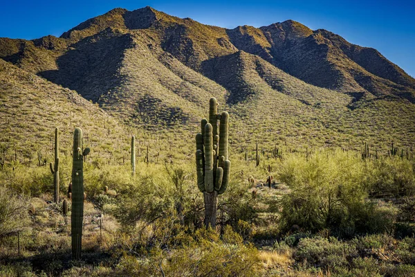 View Shows Landscape Sonoran Desert Scottsdale Arizona — Stock Photo, Image
