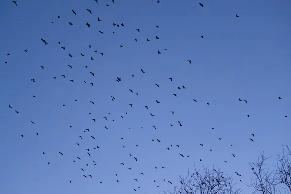 Вид Мирных Стай Птиц Над Головой Голубом Небе — стоковое фото