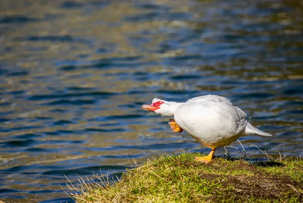 Portrait Adorable Canard Blanc Avec Bec Rouge Qui Gratte Près — Photo