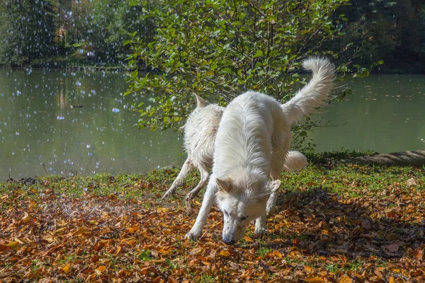 Närbild Skott Vita Hundar Spelar Nära Sjön Fallna Bladen — Stockfoto