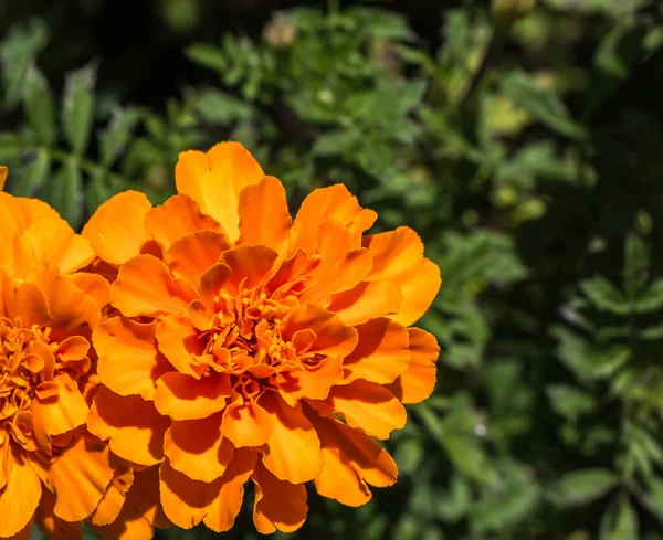 Close Marigold Tagete Flores Com Belas Pétalas Laranja Sob Luz — Fotografia de Stock