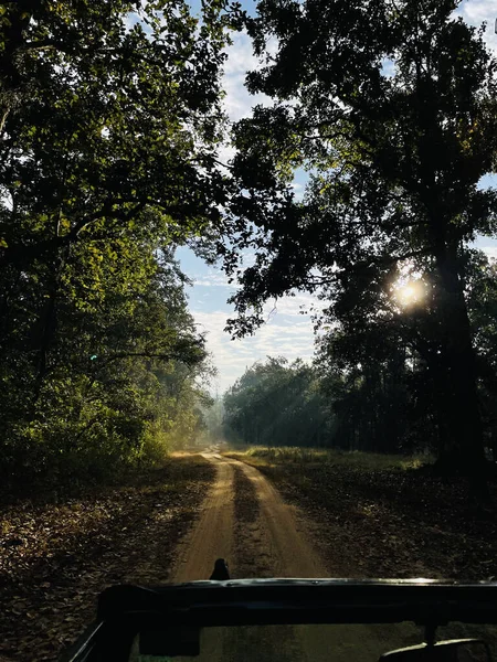 Arabadan Çekilen Bulutlu Mavi Gökyüzüne Karşı Ormanda Dar Bir Yolun — Stok fotoğraf