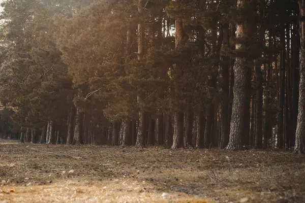 Ландшафт Лісу Вкритого Деревами Під Сонячним Світлом Восени — стокове фото