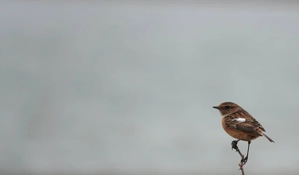 Gros Plan Merle Européen Perché Sur Une Seule Branche — Photo