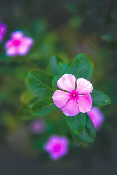 Una Vista Superior Flor Rosa Catharanthus Roseus Jardín — Foto de Stock