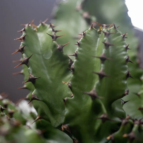 Närbild Euphorbia Cudgel Taggig Kaktus — Stockfoto