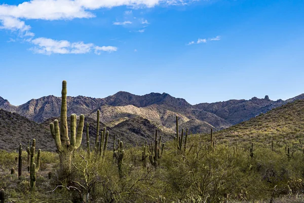 Obraz Pokazuje Widok Krajobraz Pustyni Sonoran Scottsdale Arizona — Zdjęcie stockowe